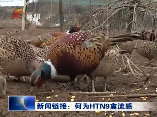  ΪH7N9